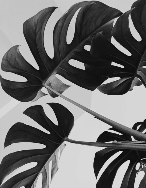 Blume 02